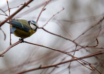 Blue Tit (Cyanistes caeruleus) in Dublin, Ireland
