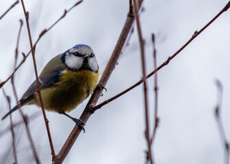 Blue Tit (Cyanistes caeruleus) in Dublin, Ireland