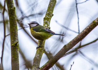 Blue Tit (Cyanistes caeruleus) in Dublin, Ireland
