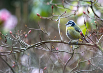 Blue Tit (Cyanistes caeruleus) in Dublin, Ireland