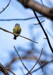 Blue Tit (Cyanistes caeruleus) in Dublin, Ireland