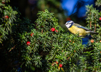 Blue Tit (Cyanistes caeruleus) in Dublin, Ireland