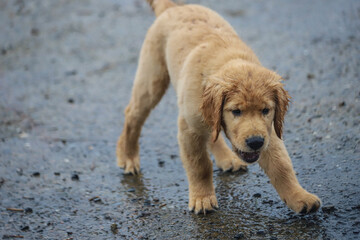 Rebel, the Golden Retriever