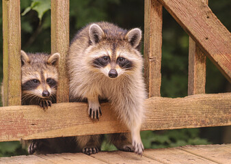 Baby Raccoons coming through the Railing