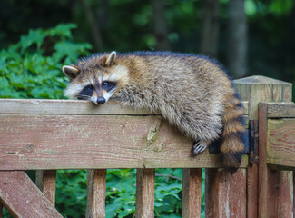 Raccoon Laying on Wooden Railing