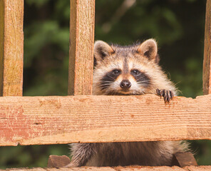Baby Raccoon Peering over a Railing