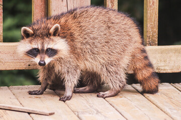 Close up of Raccoon on Wood Deck