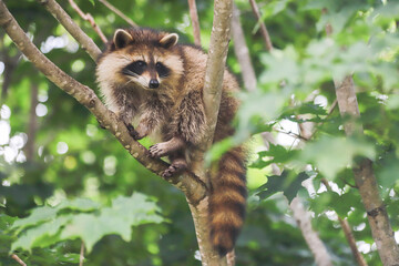 Baby Raccoon in Tree