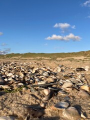 Pile of shells on beach in front of blue sky and dunes