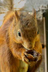 Close up of a red squirrel
