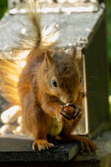 Naklejka na ściany i meble Close up of a red squirrel