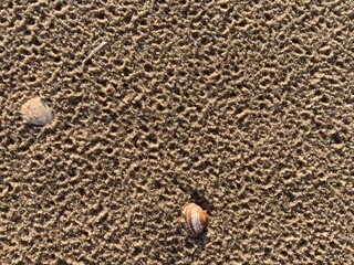 Sea shells lie in the roughened sand 