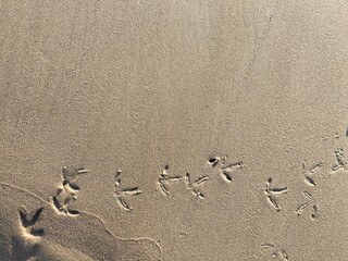 Fototapeta na wymiar Footprints of a bird over the sand on the beach