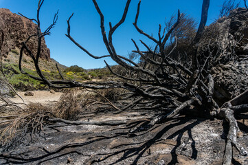 Nature after fire. Black burnt landscape of national park of Teide