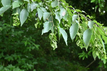 Chonowski's hornbeam ( Carpinus tschonoskii ) Strobile. Betulaceae deciduous tree.
Post-flower...