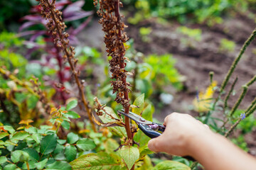 Picking foxglove seeds in summer garden. Gardener cuts dry stem with pruner. Growing biannual plant. Cleaning flower bed