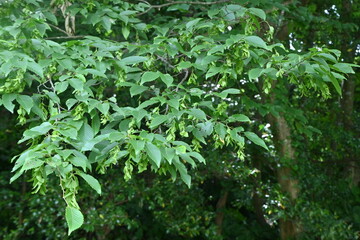 Chonowski's hornbeam ( Carpinus tschonoskii ) Strobile. Betulaceae deciduous tree.
Post-flower bracts of female flowers hang down and become strobile. The flowers are wind-pollinated.