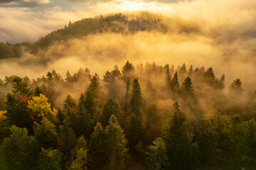 Aerial view of spruce forest trees on the mountain hills with fog at sunrise