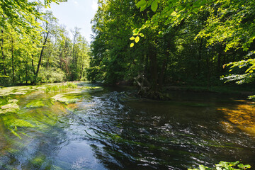 Frühlingsstimmung an Fluss Würm beim Starnberger See mit starken Flussgras Bewuchs und Strömung...