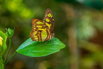 Siproeta stelenes, malachite butterfly on the green leaf