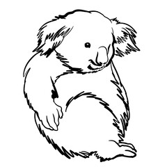 Vector line art illustration of koala portrait.