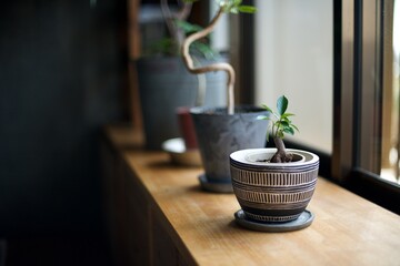 窓辺の観葉植物