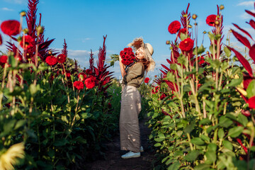 Flower farmer walking between rows of blooming dahlias picking fresh red pompon flowers. Woman...