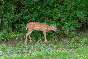 A White-tailed Deer Fawn Eating Leaves In The Woods In Summer In Wisconsin