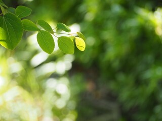 桂の木　新芽