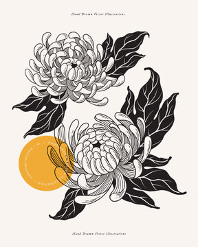 Two opened buds of white chrysanthemum on a light background. Tattoo sketch. Garden flowers, vector illustration. Botanical illustration for floral design of invitations, cards.