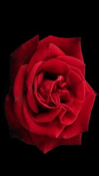 Red blooming rose close up. Vertical time lapse in 9:16 ratio. Smartphone and social media ready