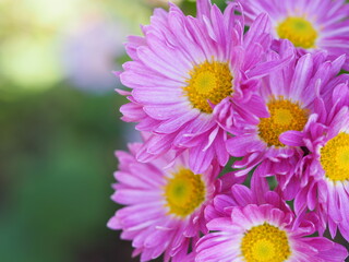 秋の花　菊　ピンクの花