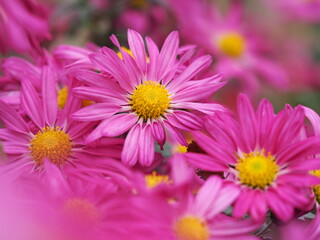 秋の花　菊　ピンクの花