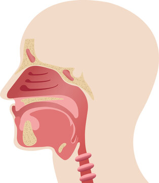 Longitudinal section of the diagram of the anatomy of the human nose