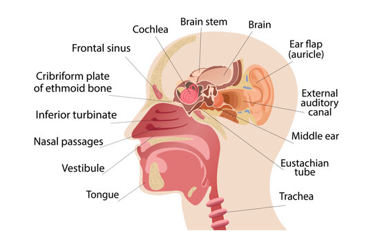 The middle part of the human head, the anatomy of the human nose, and the internal structure of the ears. Infographics of human sense organs and medicine