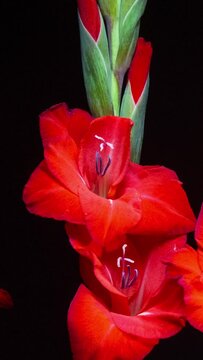 Red gladiola flowers on black background. Vertical studio shot time lapse on black background in 9:16 ratio. Smartphone and social media ready.