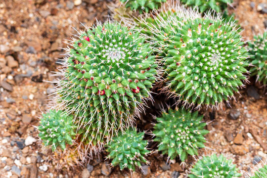 Golden Echinopsis, calochlora cactus. Desert plant