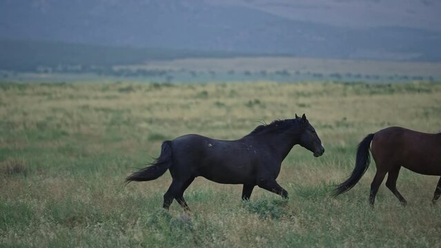 Wild Horse stallion running along his herd in the Utah desert.