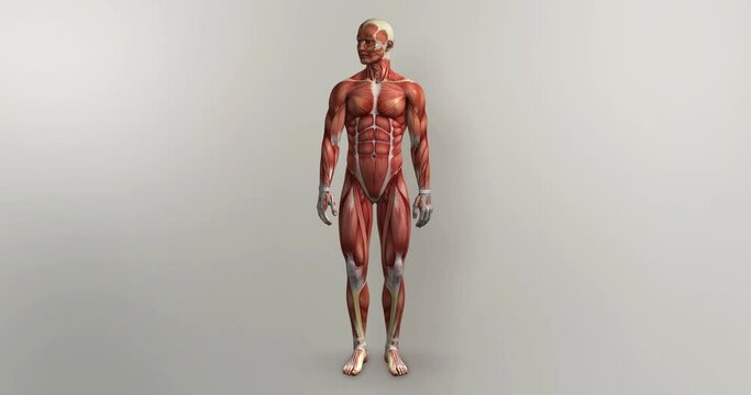 Muscles Male Rotate 360 Loop 3D Animation
