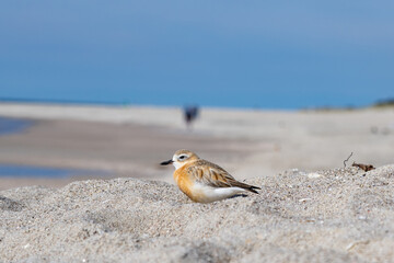 New Zealand dotterel on beach at Mount Maunganui