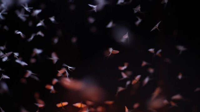 The chaotic movement of nocturnal moths by the lamp. The mating dance of the butterfly