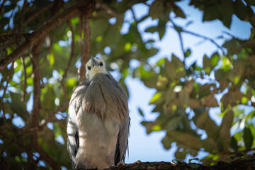 White faced heron high in pohutukakwa tree