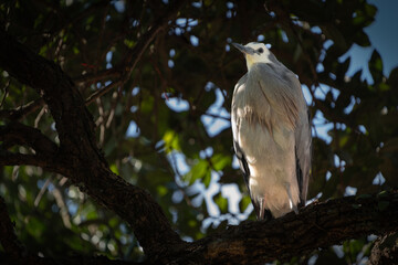 White faced heron high in pohutukakwa tree