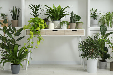 Green potted houseplants on table and shelves indoors