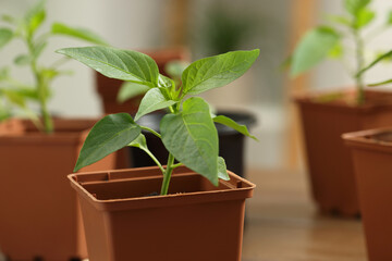 Seedlings growing in plastic containers with soil on blurred background, closeup