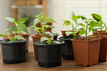 Seedlings growing in plastic containers with soil on wooden table