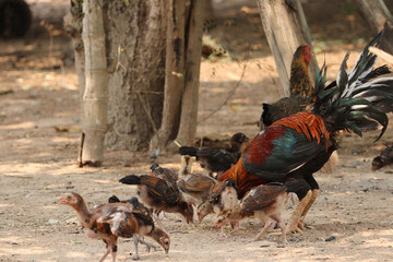 Chicken mother hen with cute brown coloured chicks foraging. The ferret chickens look for paddy on ground. Countryside