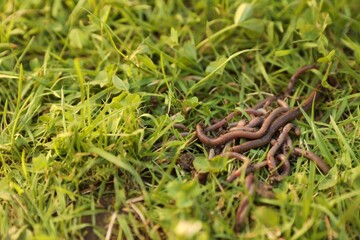 Many earthworms on green grass, closeup. Space for text