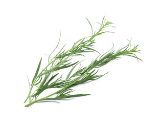 Sprigs of fresh tarragon on white background, above view