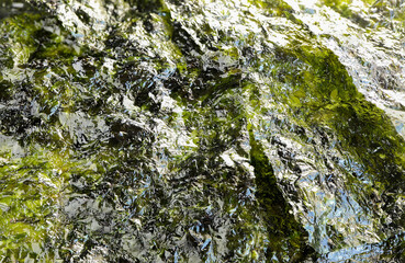Crispy nori seaweed background. Top view dried seaweed sheets.